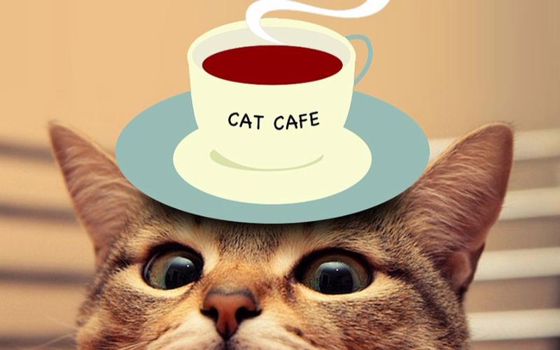 Cat cafe