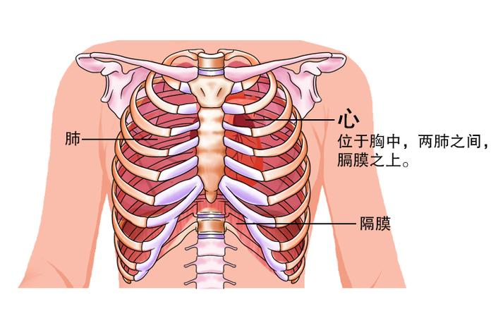 胸口中间三角区隐痛图标