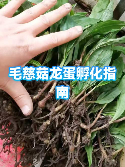 龙蛋孵化步骤