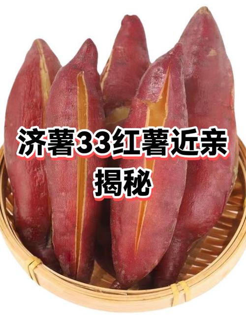 红薯最好的三个品种