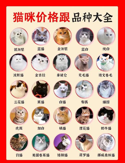 伦琴猫属于什么档次