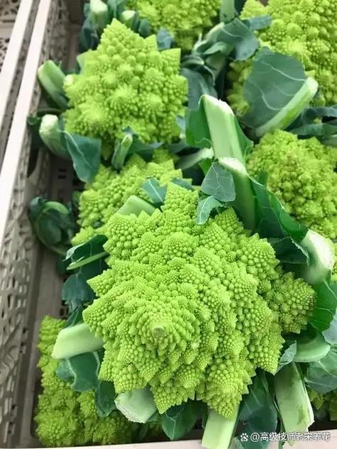 玉溪庄园蔬菜