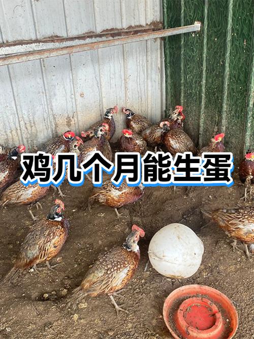养鸡生蛋赚钱吗 利润多少
