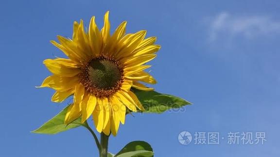 向日葵短视频