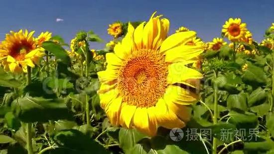向日葵短视频