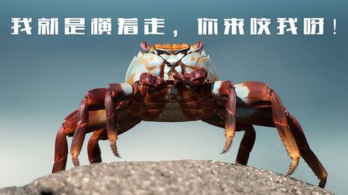 横着走图标