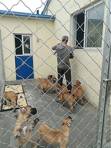 开个小型犬舍一年赚多少