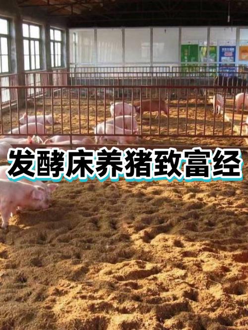 致富经养猪