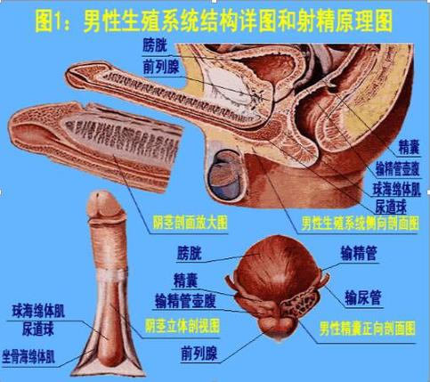 男孩割蛋蛋图标