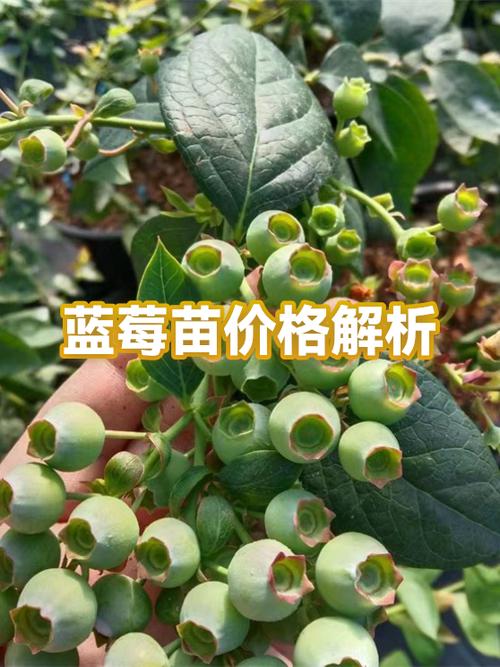 蓝莓起源于哪里