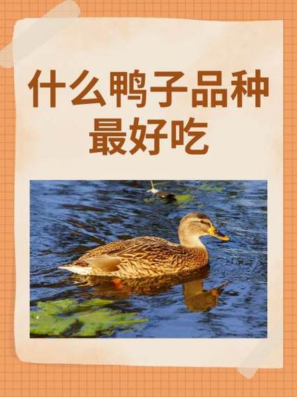 鸭子最爱吃的10种蔬菜