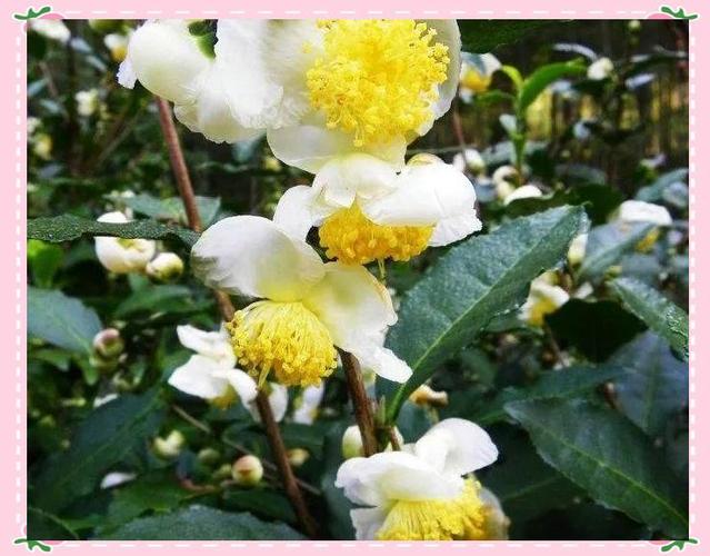 茶树花和山茶花一样吗