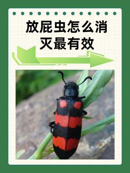 打屁虫怎么消灭用什么药图标