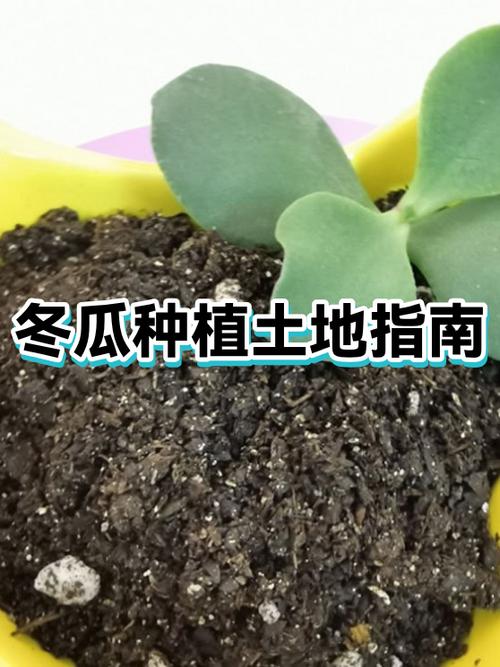 冬瓜种植技术与管理视频教程