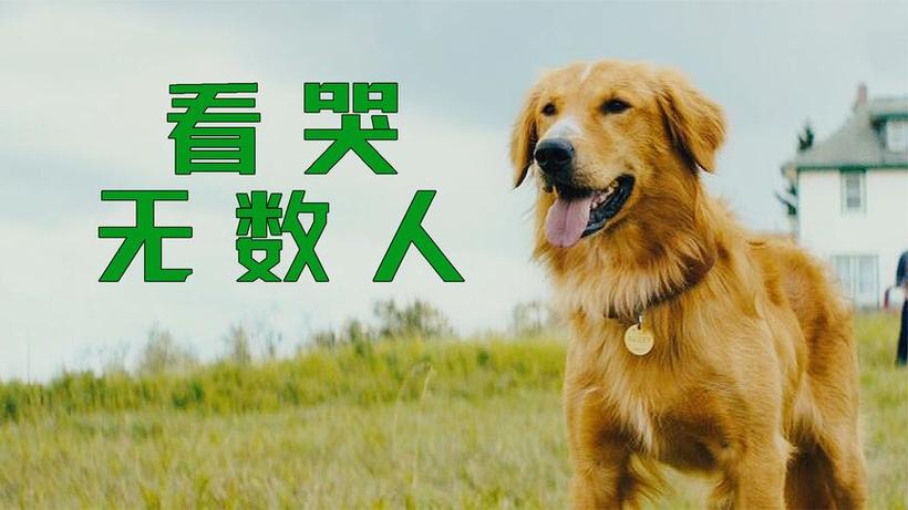 贝利是什么犬