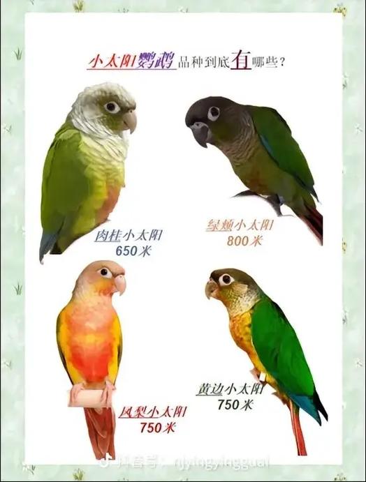 鹦鹉品种图片大全介绍图标
