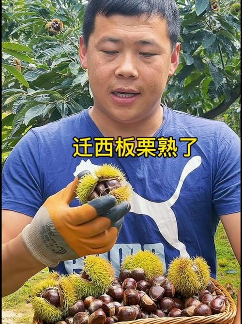 栗子的寓意玄学说法