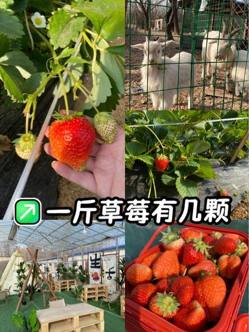 卖草莓喇叭怎么喊