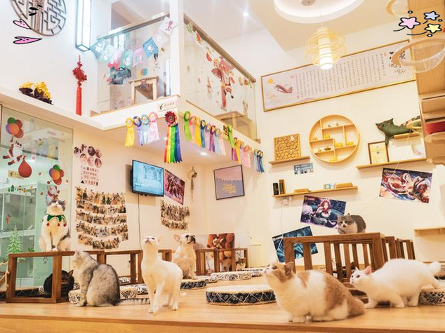 猫店是什么平台