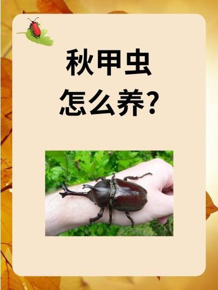 上古卷轴5壳甲虫壳质代码