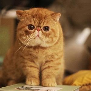 加菲猫小猫