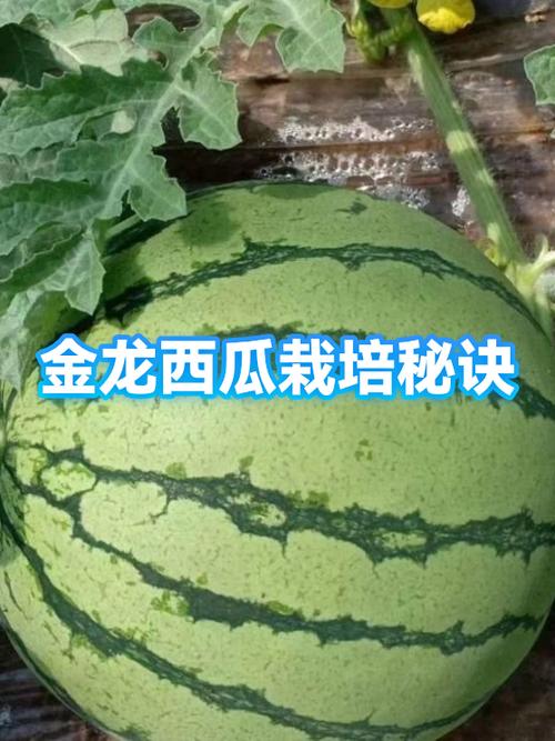 西瓜的种植技巧