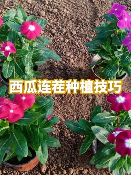 西瓜的种植技巧