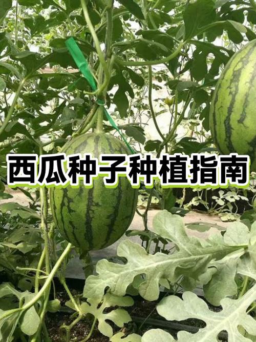 西瓜的种植技巧