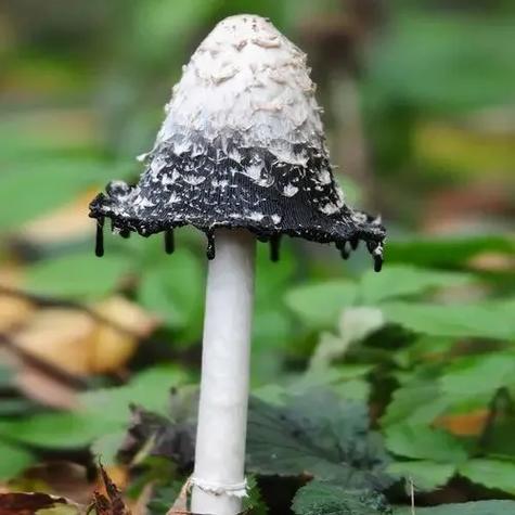 黑紫色的蘑菇是什么蘑菇