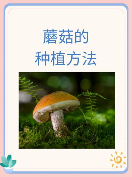 种植小型蘑菇的方法