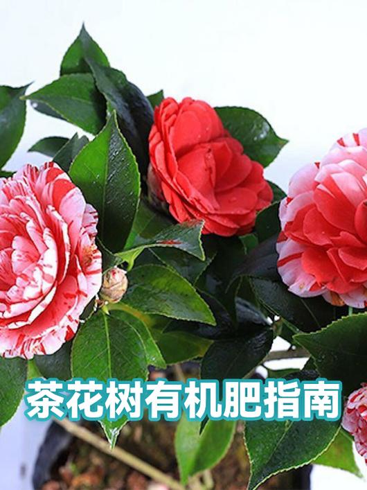 茶花树最爱3种肥料
