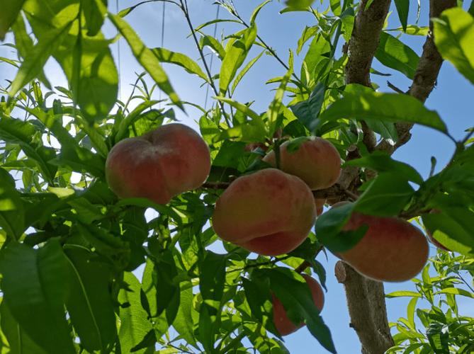 蟠桃园的桃子几年一开花几年一结果