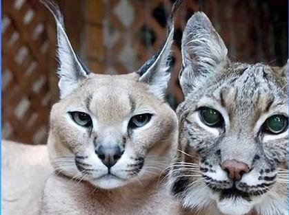 猞猁vs狞猫