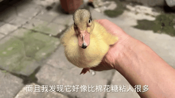 怎样驯养小鸭子粘人图标