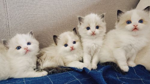 6iq2小奶猫排名图标