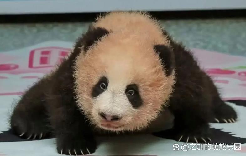 大熊猫最火网红排名图标