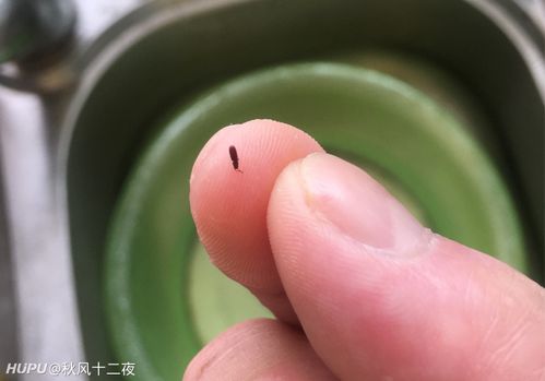 比蚂蚁又小又细的虫子图标