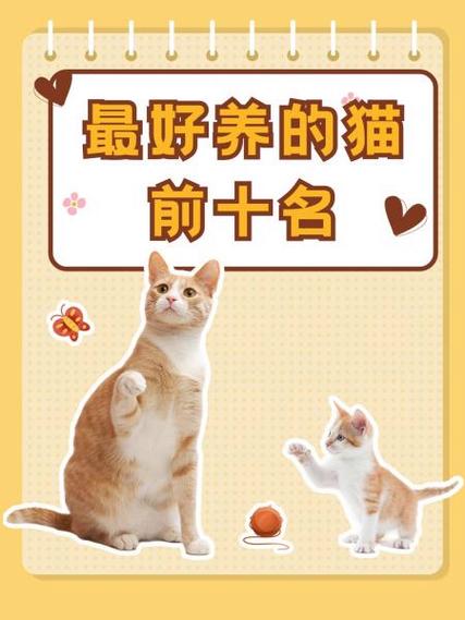 比较好养的猫