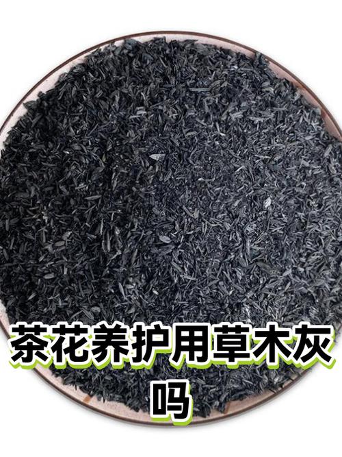 茶树花泡水喝的功效