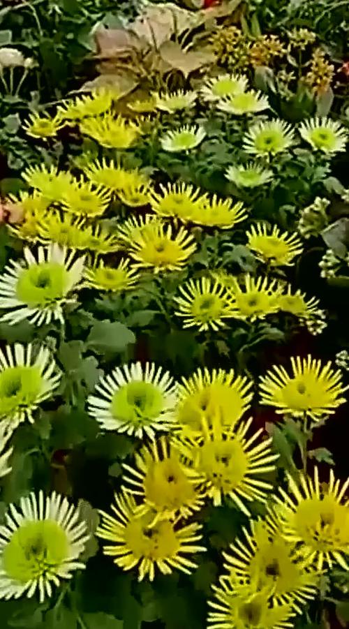 花枝助手