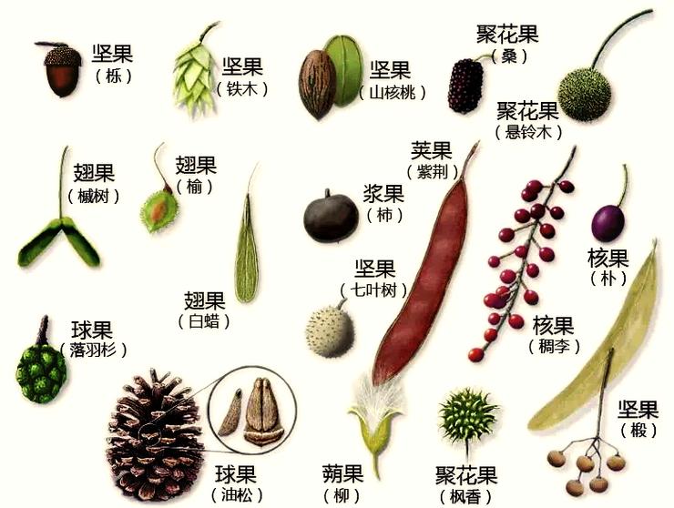 番茄籽属于什么器官