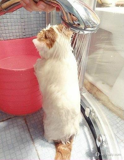 加菲猫喜欢洗澡吗