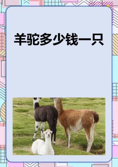 主角有一只羊驼的小说