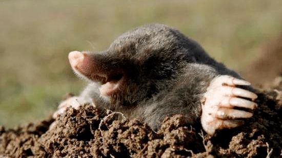 鼹鼠间谍什么意思