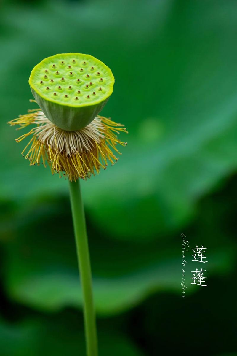 荷花莲蓬图片图标