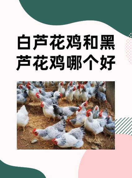 鸡和什么混养最好