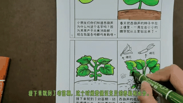 葫芦的变化过程