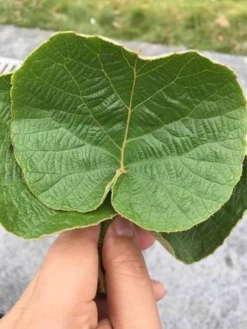 弥猴桃的叶子有几种形状图标