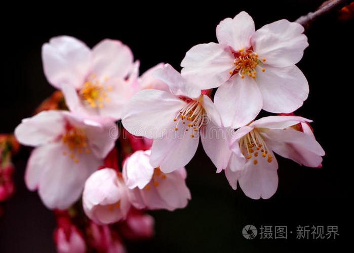 可以看电视的樱花动漫app
