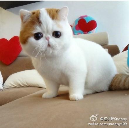 洗澡的加菲猫图标